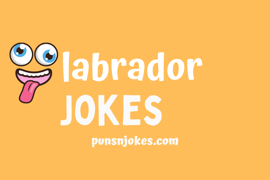funny labrador jokes