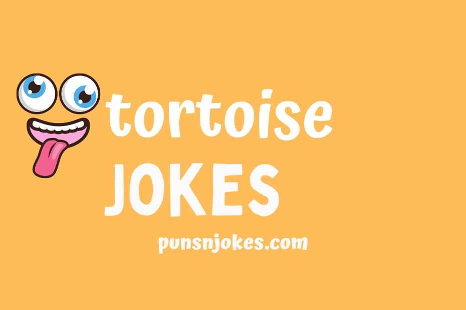 funny tortoise jokes